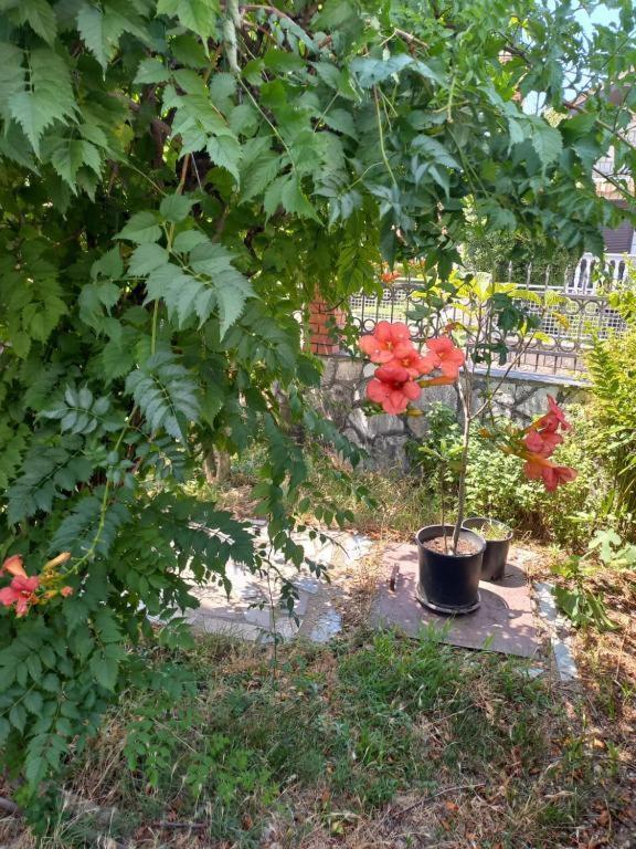 Хостел Traveler'S Rest - Near Podgorica Airport Mitrovici  Екстер'єр фото